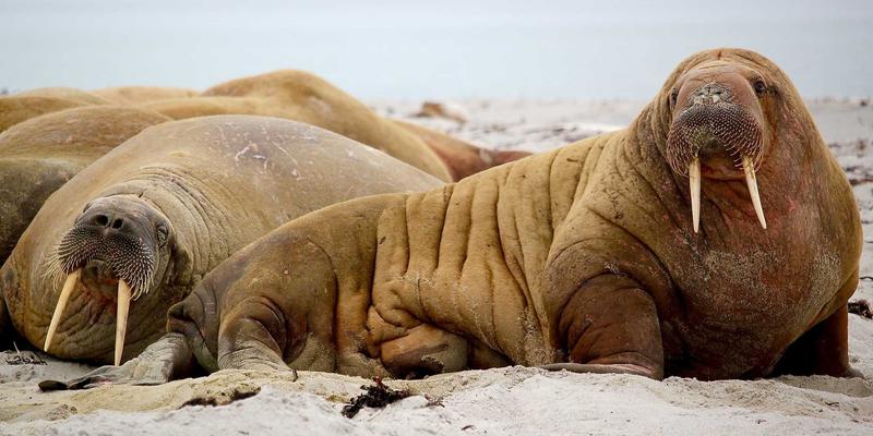 从线上到线下的关系过渡策略：情感咨询师教你首次见面与后续发展指南