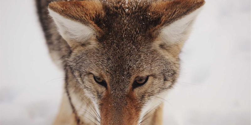 素食主义者如何寻找灵魂伴侣？探索特定生活方式群体的社交平台与约会途径